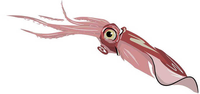 lints digital sketch squid