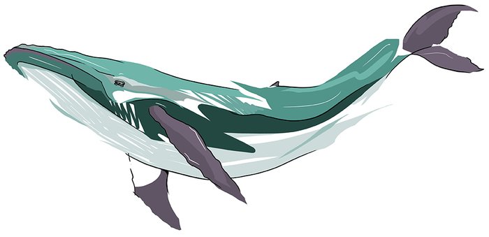 lints digital sketch whale
